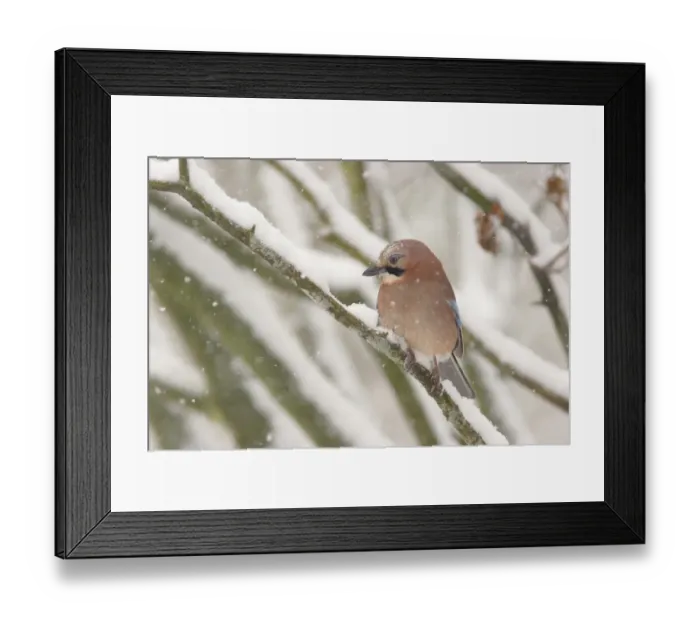 Framed Print : Eurasian Jay (Garrulus glandarius) adult, perched on snow covered branch in park woodland during snowfall, Yorkshire, England, december Framed Print : Eurasian Jay (Garrulus glandarius) adult, perched on snow covered branch in park woodland during snowfall, Yorkshire, England, december