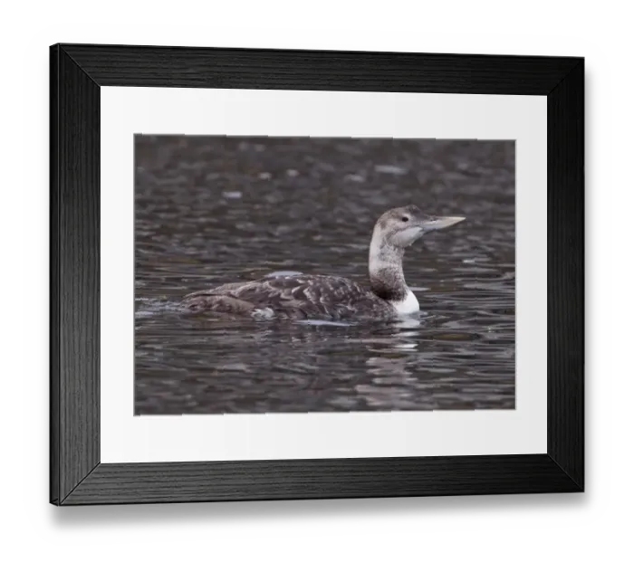 Framed Print : White-billed Diver (Gavia adamsii) immature, first summer plumage, swimming on sea, Northern Norway, june