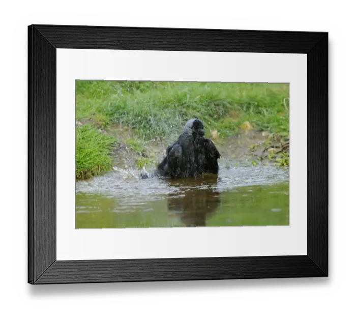 Framed Print : Jackdaw (Corvus monedula) adult, bathing, Oxfordshire, England, april Framed Print : Jackdaw (Corvus monedula) adult, bathing, Oxfordshire, England, april