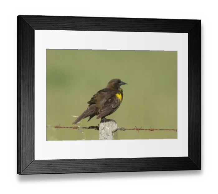 Framed Print : Brown-and-yellow Marshbird (Pseudoleistes virescens) adult, perched on fencepost, Haras del Sur, Buenos Aires, Argentina, october Framed Print : Brown-and-yellow Marshbird (Pseudoleistes virescens) adult, perched on fencepost, Haras del Sur, Buenos Aires, Argentina, october