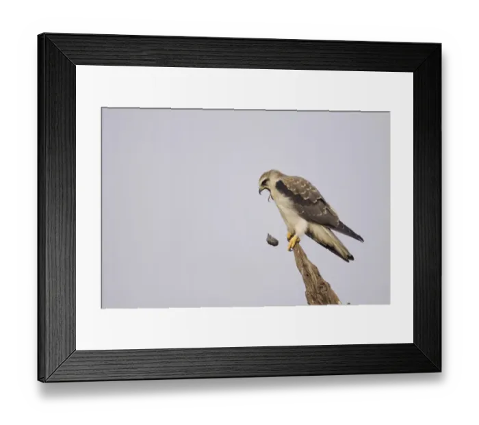 Framed Print : Black-shouldered Kite (Elanus caeruleus) juvenile, regurgitating pellet, perched on broken branch, Keoladeo Ghana N. P. (Bharatpur), Rajasthan, India