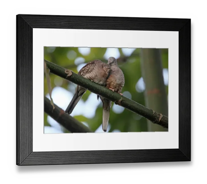 Framed Print : Inca Dove (Columbina inca) adult pair, mutual preening, pair bonding behaviour, Costa Rica, february Framed Print : Inca Dove (Columbina inca) adult pair, mutual preening, pair bonding behaviour, Costa Rica, february