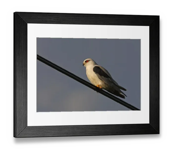 Framed Print : Black-shouldered Kite (Elanus caeruleus vociferus) adult, perched on powerline, Sri Lanka, december Framed Print : Black-shouldered Kite (Elanus caeruleus vociferus) adult, perched on powerline, Sri Lanka, december