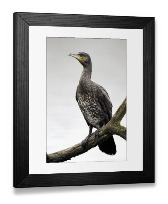 Framed Print : Great Cormorant (Phalacrocorax carbo) juvenile, perched on branch overhanging inland lake, Midlands, England, april