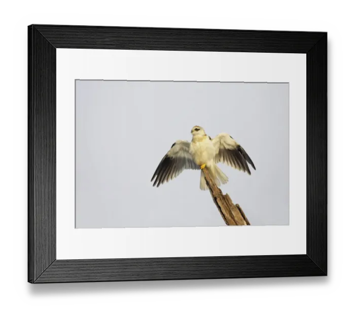 Framed Print : Black-shouldered Kite (Elanus caeruleus) juvenile, with wings spread, perched on broken branch, Keoladeo Ghana N. P. (Bharatpur), Rajasthan, India Framed Print : Black-shouldered Kite (Elanus caeruleus) juvenile, with wings spread, perched on broken branch, Keoladeo Ghana N. P. (Bharatpur), Rajasthan, India
