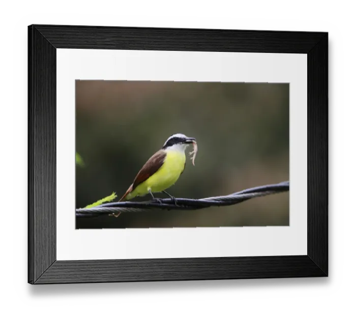 Framed Print : Great Kiskadee (Pitangus sulphuratus) adult, with lizard prey in beak, perched on cable, Costa Rica, february Framed Print : Great Kiskadee (Pitangus sulphuratus) adult, with lizard prey in beak, perched on cable, Costa Rica, february