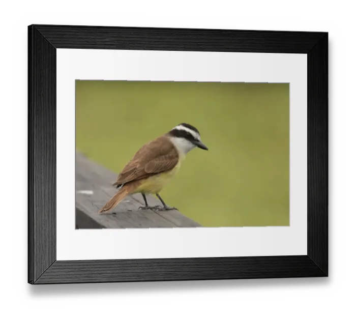 Framed Print : Great Kiskadee (Pitangus sulphuratus) adult, perched on wooden railing, Vicente Lopez, Buenos Aires Province, Argentina, october Framed Print : Great Kiskadee (Pitangus sulphuratus) adult, perched on wooden railing, Vicente Lopez, Buenos Aires Province, Argentina, october