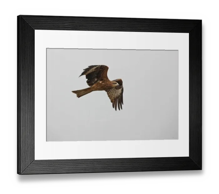 Framed Print : Black-eared Kite (Milvus migrans lineatus) immature, in flight, Guwahati, Assam, India, january Framed Print : Black-eared Kite (Milvus migrans lineatus) immature, in flight, Guwahati, Assam, India, january