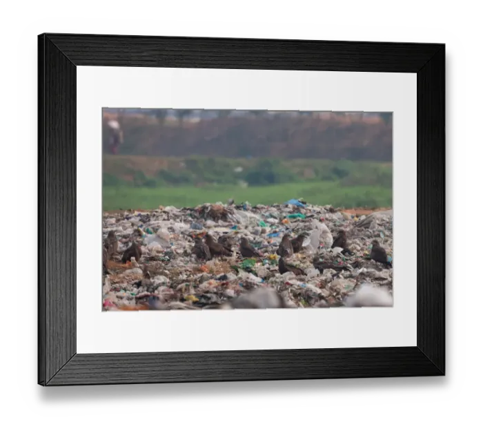 Framed Print : Black-eared Kite (Milvus migrans lineatus) flock, scavenging on rubbish dump, Guwahati, Assam, India, january