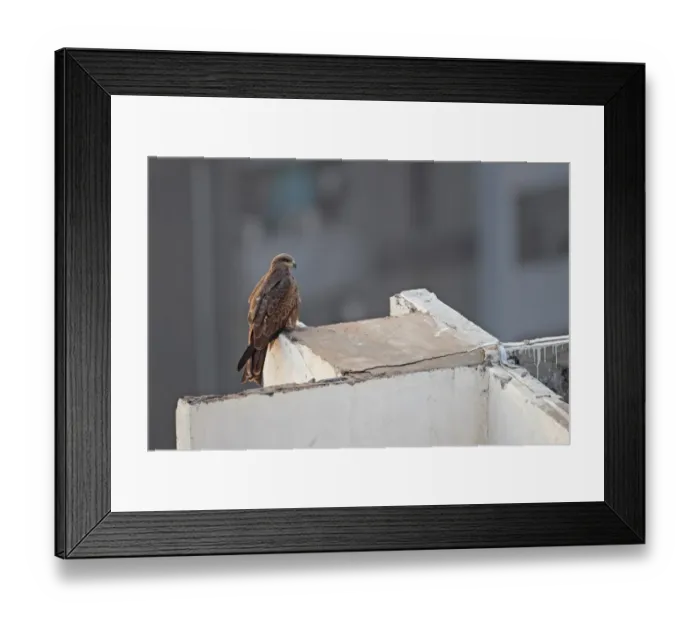 Framed Print : Black Kite (Milvus migrans govinda) Small Indian Kite subspecies, adult, perched on building, India, november Framed Print : Black Kite (Milvus migrans govinda) Small Indian Kite subspecies, adult, perched on building, India, november