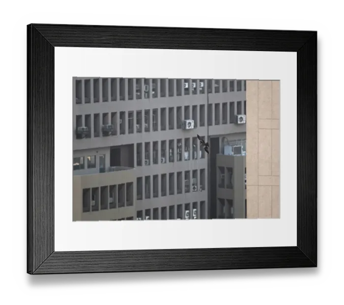 Framed Print : Black Kite (Milvus migrans govinda) Small Indian Kite subspecies, adult, in flight amongst buildings, India, november Framed Print : Black Kite (Milvus migrans govinda) Small Indian Kite subspecies, adult, in flight amongst buildings, India, november
