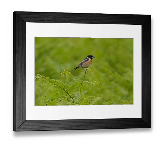 Framed Print : Common Stonechat (Saxicola torquata) adult male, feeding on Bilberry (Vaccinium sp. ) berry, perched on fern frond, Wales, june
