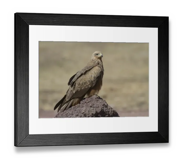 Framed Print : Black Kite (Milvus migrans) adult, perched on rock, Ngorongoro Crater, Tanzania, november
