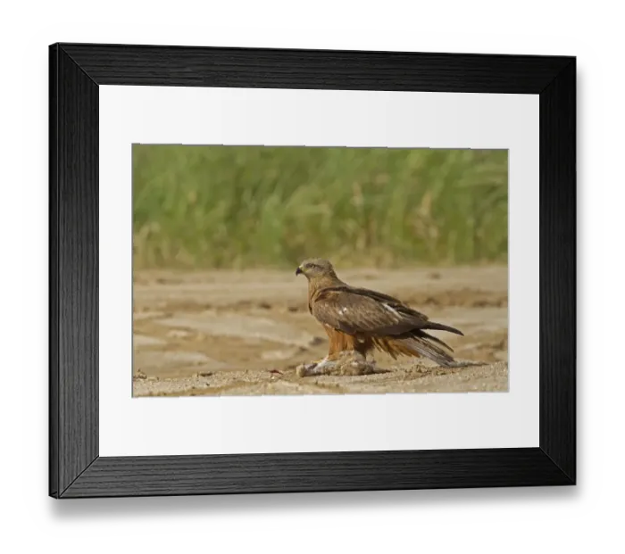 Framed Print : Black Kite (Milvus migrans) adult, feeding on European Rabbit (Oryctolagus cuniculus) prey, Spain, may Framed Print : Black Kite (Milvus migrans) adult, feeding on European Rabbit (Oryctolagus cuniculus) prey, Spain, may