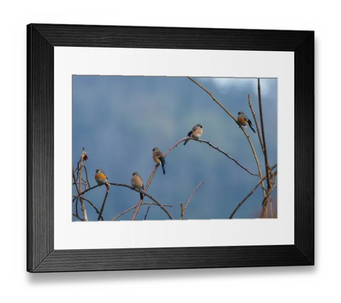 Framed Print : Grey-headed Bullfinch (Pyrrhula erythaca erythaca) flock, perched in bare tree, Eaglenest Wildlife Sanctuary, Arunachal Pradesh, India, january Framed Print : Grey-headed Bullfinch (Pyrrhula erythaca erythaca) flock, perched in bare tree, Eaglenest Wildlife Sanctuary, Arunachal Pradesh, India, january