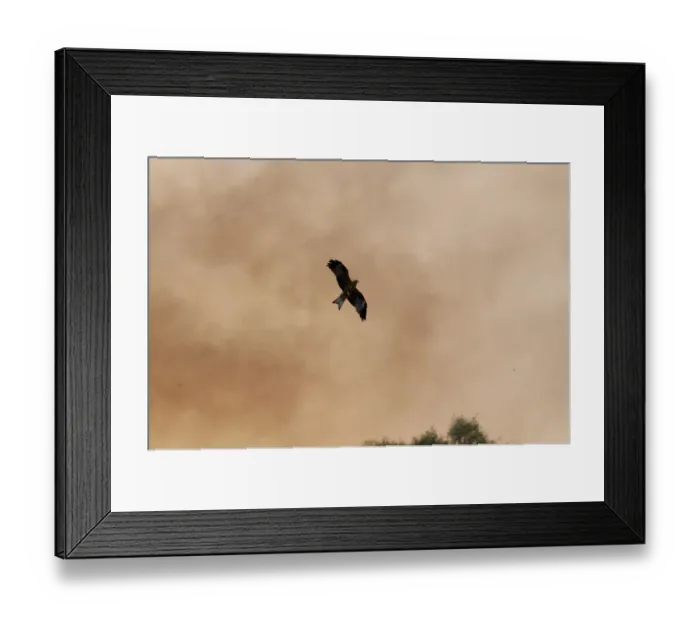 Framed Print : Black Kite (Milvus migrans) adult, in flight, hunting fleeing insects on edge of bush fire, Queensland, Australia
