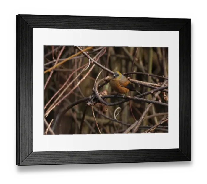 Framed Print : Gold-naped Finch (Pyrrhoplectes epauletta) adult female, perched on twig, Eaglenest Wildlife Sanctuary, Arunachal Pradesh, India, january