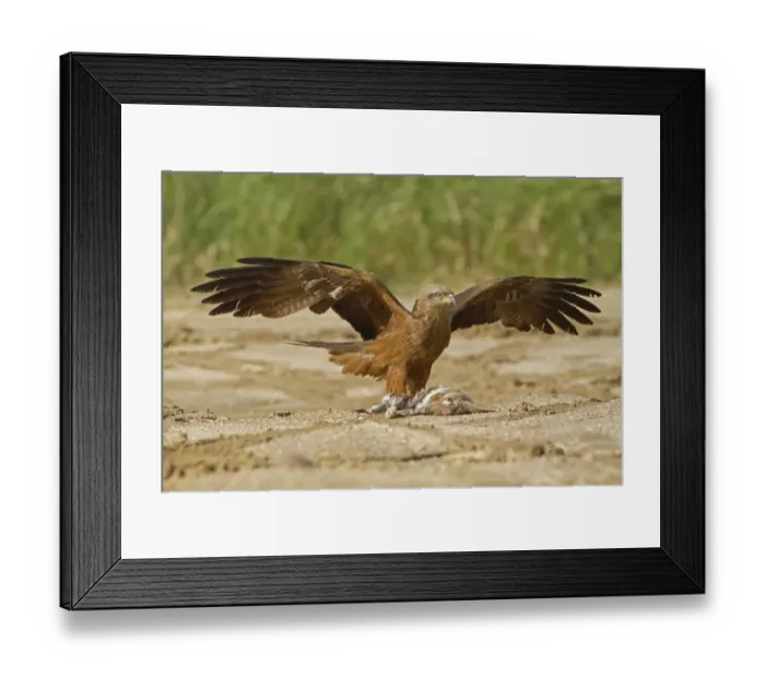 Framed Print : Black Kite (Milvus migrans) adult, mantling with raised wings, feeding on European Rabbit (Oryctolagus cuniculus) prey, Spain, may Framed Print : Black Kite (Milvus migrans) adult, mantling with raised wings, feeding on European Rabbit (Oryctolagus cuniculus) prey, Spain, may