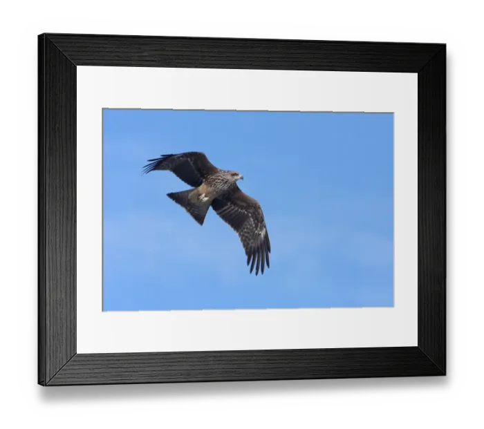 Framed Print : Black Kite (Milvus migrans) immature, first winter plumage, in flight, Gigrin Farm, Powys, Wales, february Framed Print : Black Kite (Milvus migrans) immature, first winter plumage, in flight, Gigrin Farm, Powys, Wales, february