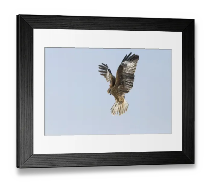 Framed Print : Black-eared Kite (Milvus migrans lineatus) adult, in flight, Hokkaido, Japan, winter Framed Print : Black-eared Kite (Milvus migrans lineatus) adult, in flight, Hokkaido, Japan, winter