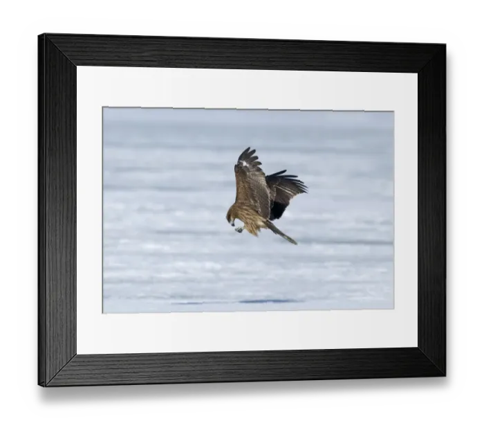 Framed Print : Black-eared Kite (Milvus migrans lineatus) adult, in flight over snow, Hokkaido, Japan, winter Framed Print : Black-eared Kite (Milvus migrans lineatus) adult, in flight over snow, Hokkaido, Japan, winter