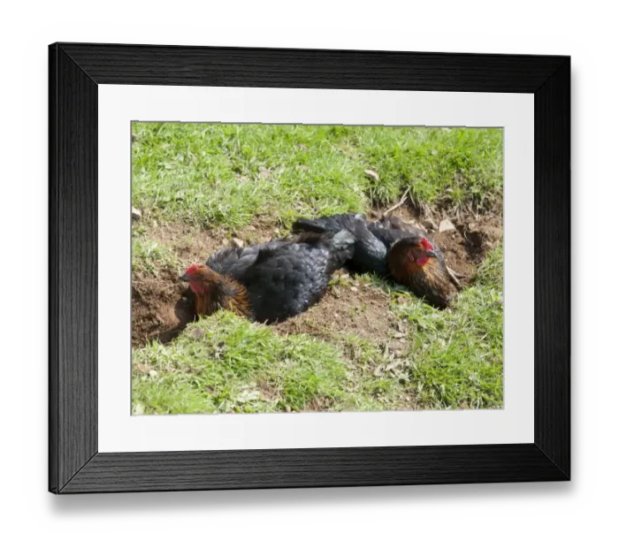 Framed Print : Domestic Chicken, two freerange hens, dusting, Arduaine, Argyll and Bute, Scotland, april Framed Print : Domestic Chicken, two freerange hens, dusting, Arduaine, Argyll and Bute, Scotland, april