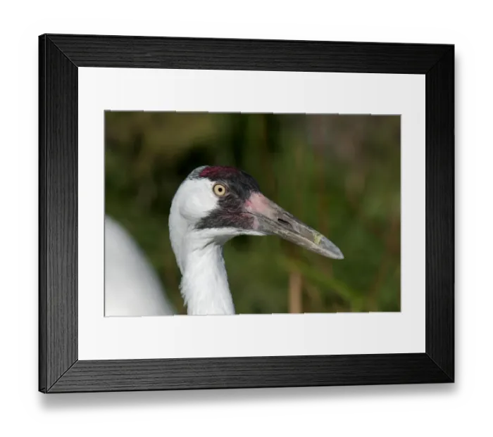 Framed Print : Whooping Crane (Grus americana) adult, close-up of head (captive) Framed Print : Whooping Crane (Grus americana) adult, close-up of head (captive)