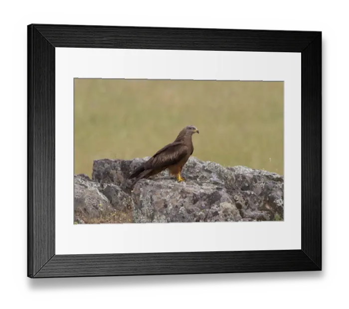 Framed Print : Black Kite (Milvus migrans) adult, standing on rock, Extremadura, Spain, may