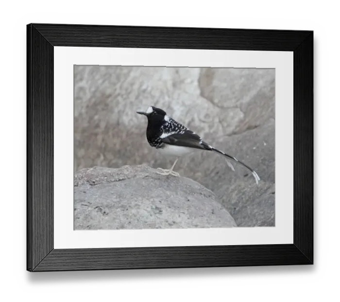 Framed Print : Spotted Forktail (Enicurus maculatus) adult, standing on rock, Sattal, Uttarakhand, India, february Framed Print : Spotted Forktail (Enicurus maculatus) adult, standing on rock, Sattal, Uttarakhand, India, february
