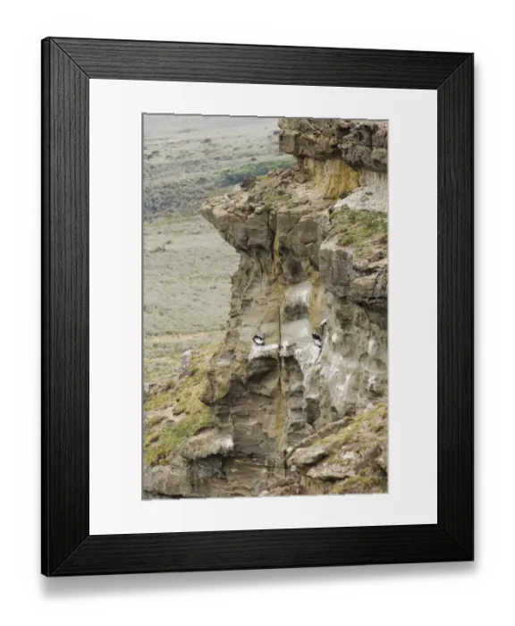 Framed Print : Andean Condor (Vultur gryphus) two adults, standing on cliff roosting ledge in habitat, Patagonia, Chile, november