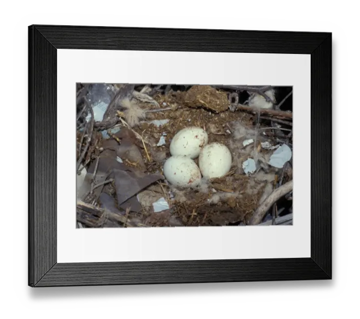 Framed Print : Black Kite (Milvus migrans) Nest with three eggs Framed Print : Black Kite (Milvus migrans) Nest with three eggs