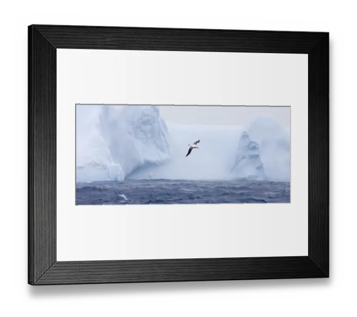 Framed Print : Wandering Albatross (Diomedea exulans) adult, in flight over sea near iceberg, Southern Ocean, off South Georgia, october Framed Print : Wandering Albatross (Diomedea exulans) adult, in flight over sea near iceberg, Southern Ocean, off South Georgia, october