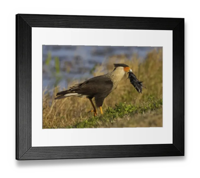 Framed Print : Northern Crested Caracara (Caracara cheriway) adult, feeding on American Coot (Fulica americana) carcass, Viera Wetlands, Florida, U. S. A Framed Print : Northern Crested Caracara (Caracara cheriway) adult, feeding on American Coot (Fulica americana) carcass, Viera Wetlands, Florida, U. S. A