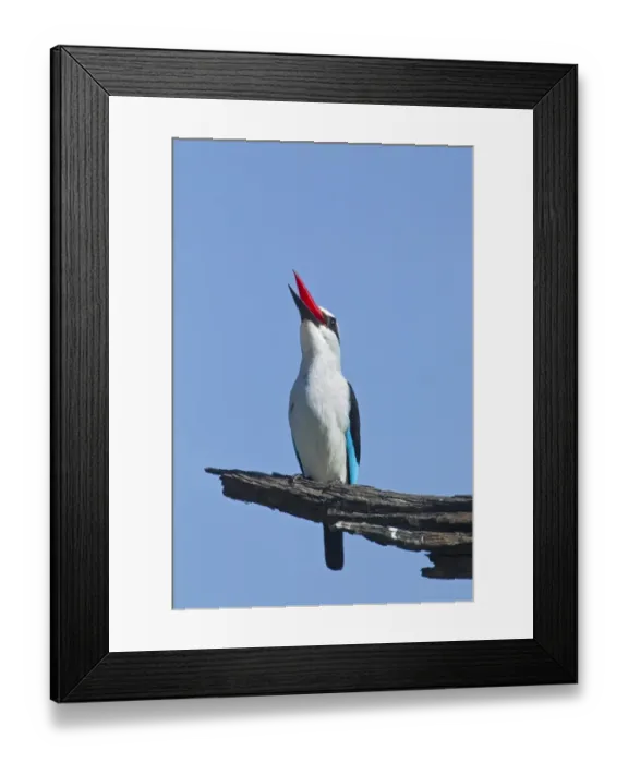 Framed Print : Woodland Kingfisher (Halcyon senegalensis) adult, calling, perched on dead branch, Okavango Delta, Botswana