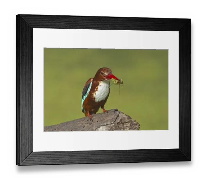 Framed Print : White-throated Kingfisher (Halcyon smyrnensis) adult, with fish and waterweed in beak, Keoladeo Ghana N. P. (Bharatpur), Rajasthan, India Framed Print : White-throated Kingfisher (Halcyon smyrnensis) adult, with fish and waterweed in beak, Keoladeo Ghana N. P. (Bharatpur), Rajasthan, India