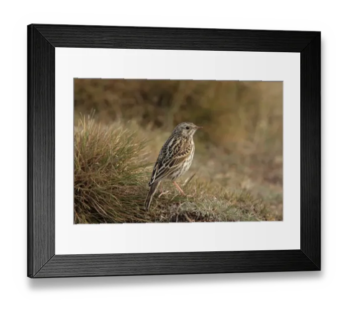 Framed Print : Correndera Pipit (Anthus correndera) juvenile, standing on grass, Rio Gallegos, Santa Cruz, Argentina, november Framed Print : Correndera Pipit (Anthus correndera) juvenile, standing on grass, Rio Gallegos, Santa Cruz, Argentina, november
