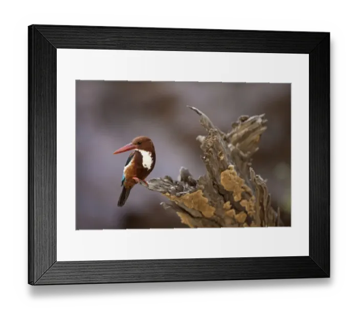 Framed Print : White-throated Kingfisher (Halcyon smyrnensis) adult, perched on stump, Ranthambore N. P. Rajasthan, India Framed Print : White-throated Kingfisher (Halcyon smyrnensis) adult, perched on stump, Ranthambore N. P. Rajasthan, India