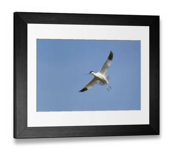 Framed Print : Eurasian Avocet (Recurvirostra avocetta) adult, in flight, Minsmere RSPB Reserve, Suffolk, England, may