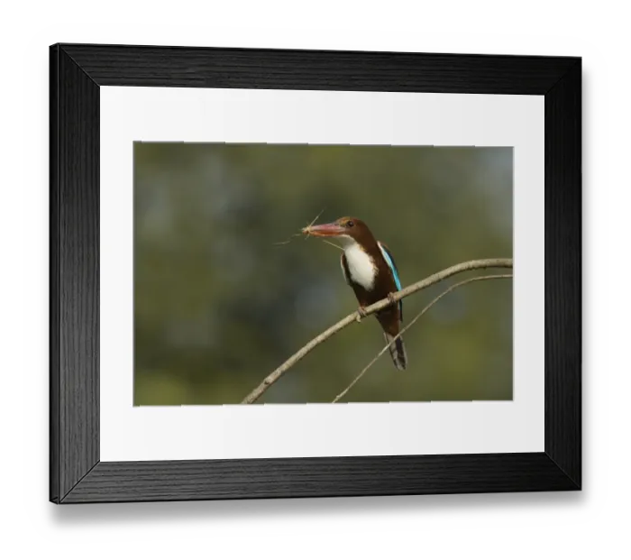 Framed Print : White-throated Kingfisher (Halcyon smyrnensis) adult, with nesting material in beak, perched on twig, Keoladeo Ghana N. P. (Bharatpur), Rajasthan, India Framed Print : White-throated Kingfisher (Halcyon smyrnensis) adult, with nesting material in beak, perched on twig, Keoladeo Ghana N. P. (Bharatpur), Rajasthan, India