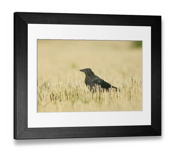 Framed Print : Carrion Crow (Corvus corone) juvenile, standing in stubble field, West Yorkshire, England, august Framed Print : Carrion Crow (Corvus corone) juvenile, standing in stubble field, West Yorkshire, England, august