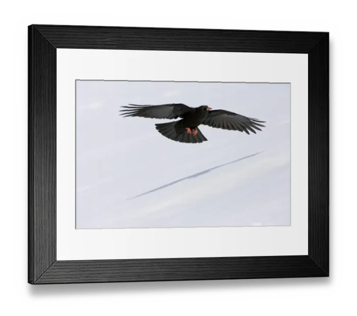 Framed Print : Red-billed Chough (Pyrrhocorax pyrrhocorax) adult, in low flight over snow covered slope, Caucasus Mountains, Georgia, april Framed Print : Red-billed Chough (Pyrrhocorax pyrrhocorax) adult, in low flight over snow covered slope, Caucasus Mountains, Georgia, april