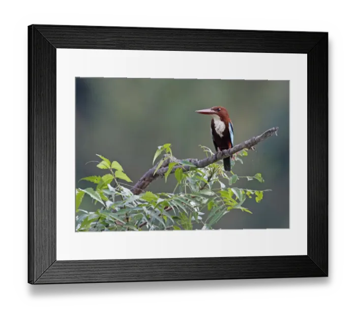 Framed Print : White-throated Kingfisher (Halcyon smyrnensis) adult, perched on branch, Sri Lanka Framed Print : White-throated Kingfisher (Halcyon smyrnensis) adult, perched on branch, Sri Lanka