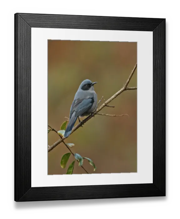 Framed Print : Beautiful Sibia (Heterophasia pulchella nigroauritus) adult, perched on twig, Eaglenest Wildlife Sanctuary, Arunachal Pradesh, India, january Framed Print : Beautiful Sibia (Heterophasia pulchella nigroauritus) adult, perched on twig, Eaglenest Wildlife Sanctuary, Arunachal Pradesh, India, january
