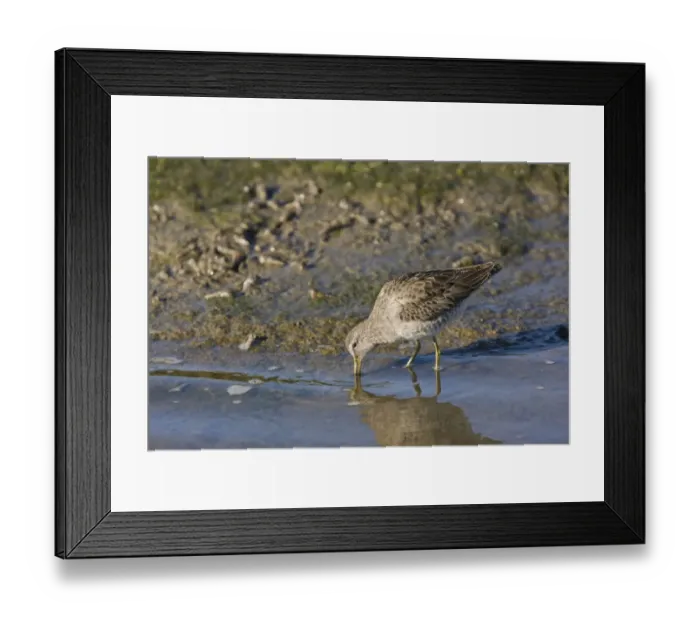 Framed Print : Short-billed Dowitcher (Limnodromus griseus) adult, winter plumage, feeding in lagoon, Elkhorn Slough, California, U. S. A. november Framed Print : Short-billed Dowitcher (Limnodromus griseus) adult, winter plumage, feeding in lagoon, Elkhorn Slough, California, U. S. A. november