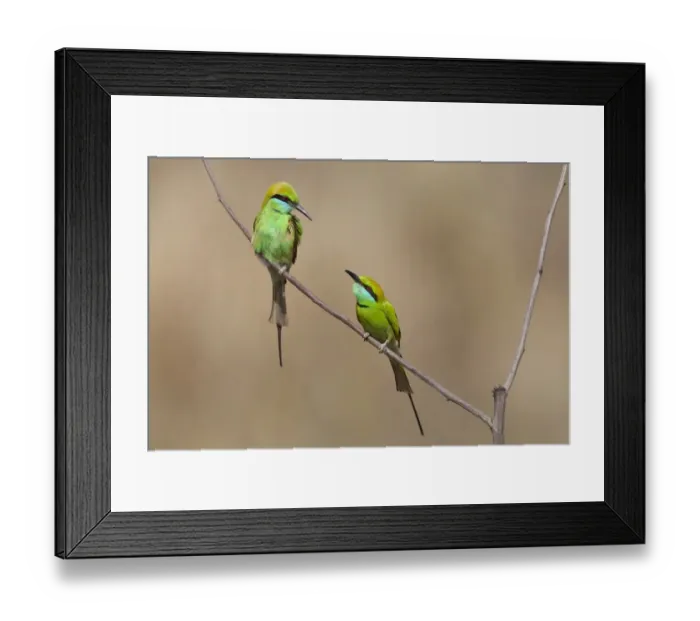 Framed Print : Little Green Bee-eater (Merops orientalis) two adults, perched on twig, Kanha N. P. Madhya Pradesh, India