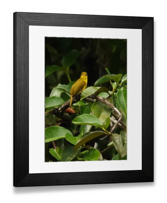 Framed Print : Yellow-browed Bulbul (Iole indica) adult, perched on bush, Sri Lanka, december Framed Print : Yellow-browed Bulbul (Iole indica) adult, perched on bush, Sri Lanka, december