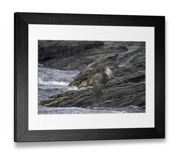 Framed Print : Northern Giant-petrel (Macronectes halli) adult, in threat display, standing on rocky shore, Royal Bay, South Georgia Framed Print : Northern Giant-petrel (Macronectes halli) adult, in threat display, standing on rocky shore, Royal Bay, South Georgia