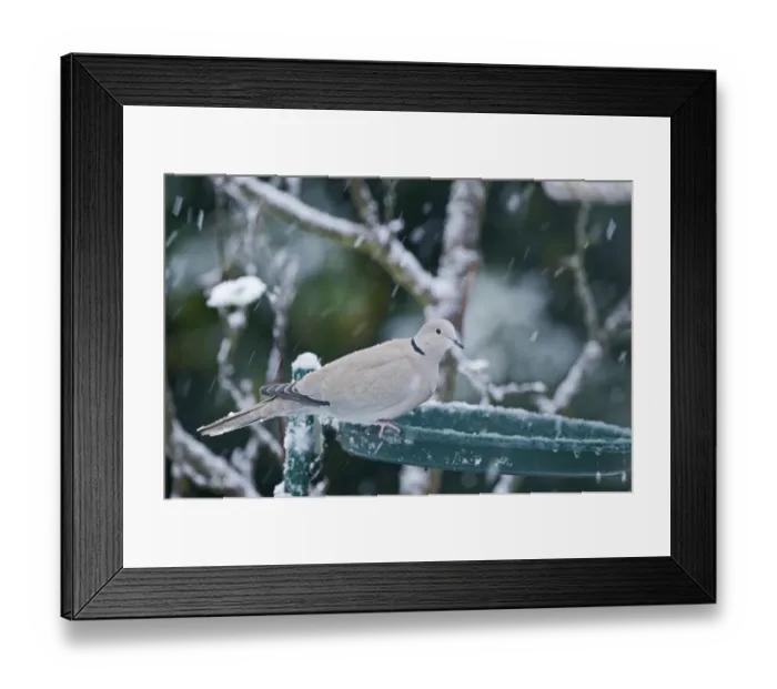 Framed Print : Eurasian Collared Dove (Streptopelia decaocto) adult, perched on edge of birdbath in garden during snowfall, England, winter Framed Print : Eurasian Collared Dove (Streptopelia decaocto) adult, perched on edge of birdbath in garden during snowfall, England, winter