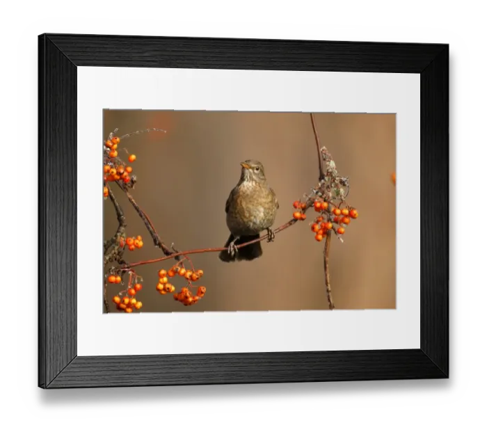 Framed Print : European Blackbird (Turdus merula) adult female, feeding on rowan berries, Midlands, England, december Framed Print : European Blackbird (Turdus merula) adult female, feeding on rowan berries, Midlands, England, december