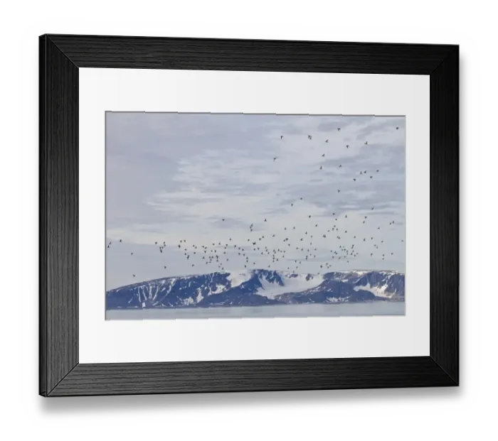 Framed Print : Little Auk (Alle alle) adults, summer plumage, flock in flight over fjord habitat, Spitzbergen, Svalbard, july Framed Print : Little Auk (Alle alle) adults, summer plumage, flock in flight over fjord habitat, Spitzbergen, Svalbard, july
